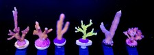 Coral frags SPS Frag Montipora Seriatopora Pocillopora Easy/Colourful