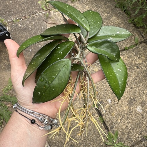 Healthy hoya carnosa - healthy,