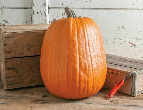 Mammoth gold pumpkin seeds - mammoth,