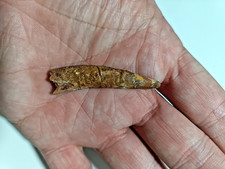 Pterosaur (Pterodactyl) Fossil Tooth (Dinosaur Era) Cretaceous Boxed 4cm HT-99