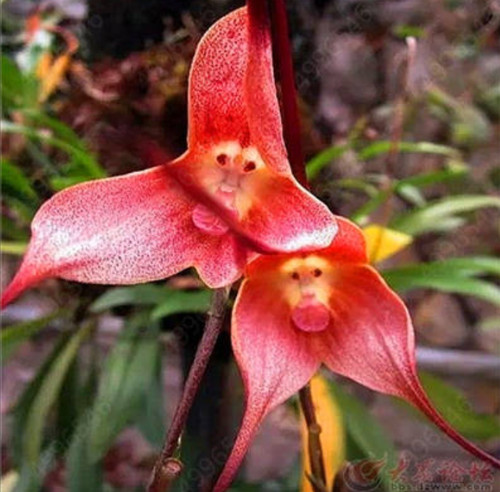Pcs seeds cute monkey - cute,