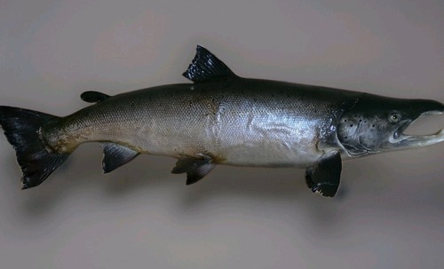 Huge taxidermy salmon aune - taxidermy,