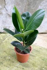 Ficus Elastica Robusta (Rubber