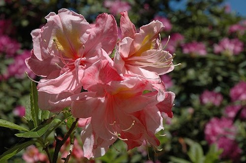 Azalea cecile scented - azalea, 'cecile',