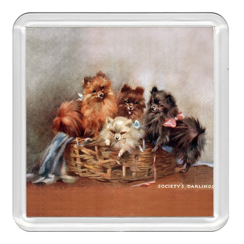 Pomeranian dog acrylic coaster - dog,