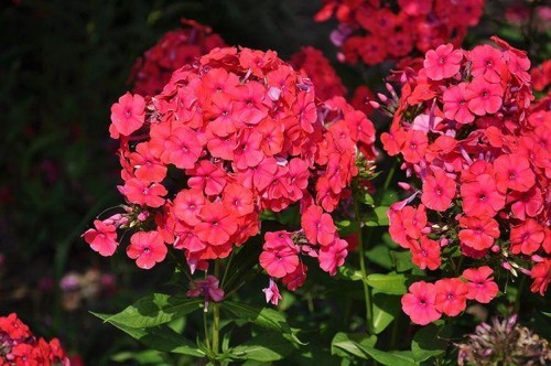 Phlox red seeds - , seeds-