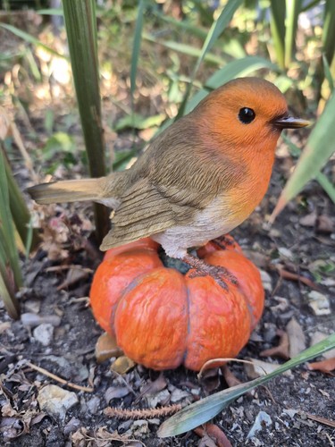 Robin pumpkin autumn decor - robin,