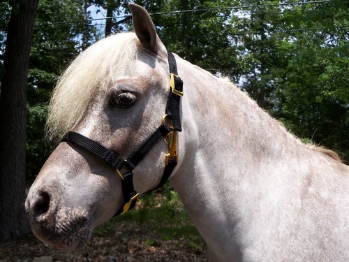 Miniature horse adjustable - miniature,