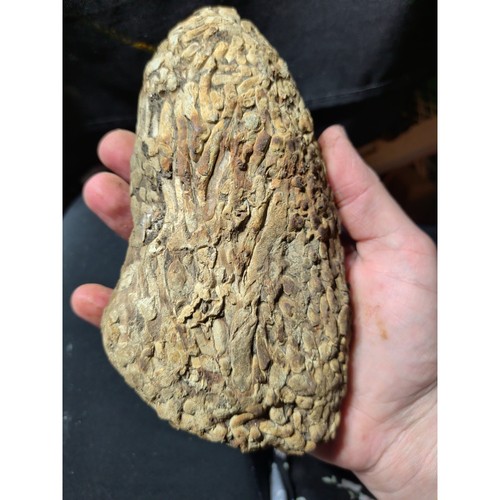 Teredo petrified wood - teredo, specimen