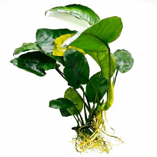 Anubias rare species live - rare,