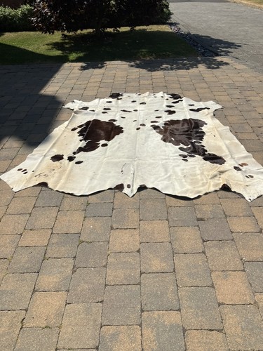 South african nguni cow - african,