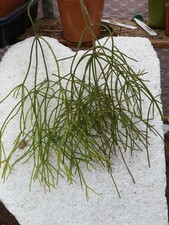 Epiphyllum RHIPSALLIS TERRES