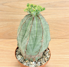 Euphorbia  obesa ,  pot 10 cm   (Cod.V18)