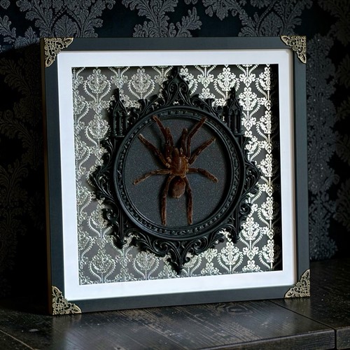Taxidermy tarantula gothic - in,