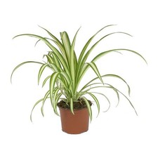 Spider Plant (Chlorophytum
