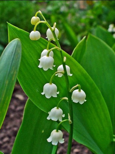 Lily the valley pips - x,