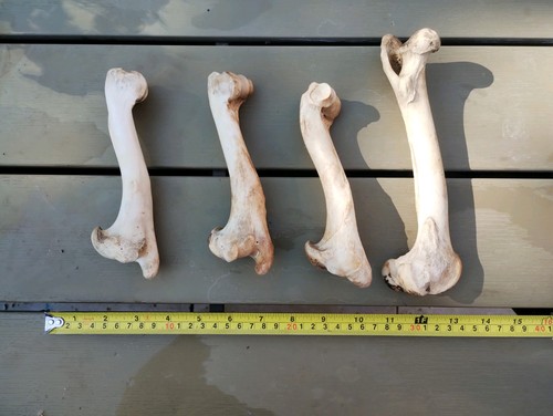 Fallow deer bones - fallow,