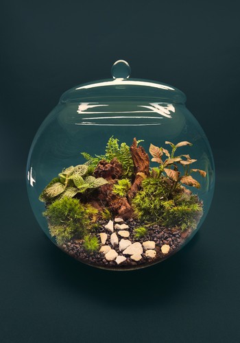 Large globe terrarium kit - large,