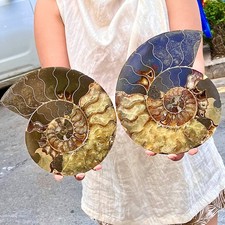 4.85LB Natural Beauty Madagascar Natural Color Sliced Conch Fossil