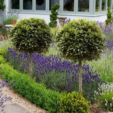 Pair bay tree - pair,