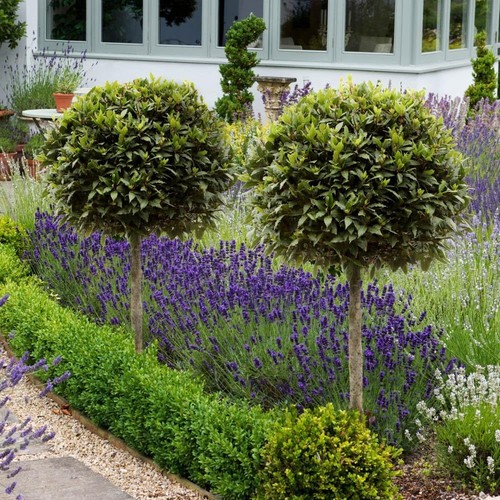 Pair bay tree standard - tree,
