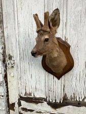 Vintage Taxidermy Deer head With Fury Antlers On Wood Mount