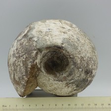 Large Fossil Ammonite