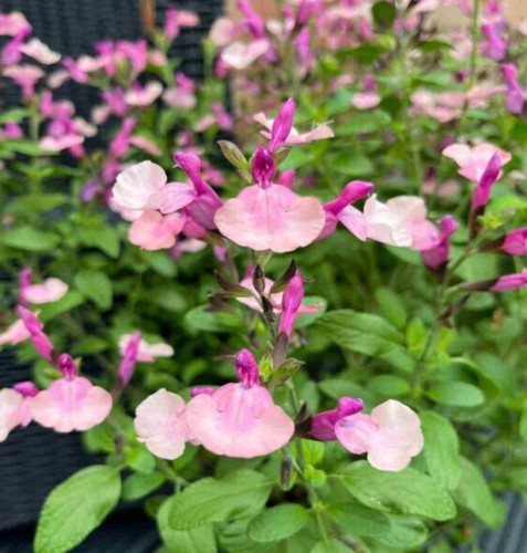 Salvia peach melba - 3x,