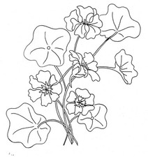 Embroidery Transfer Iron On