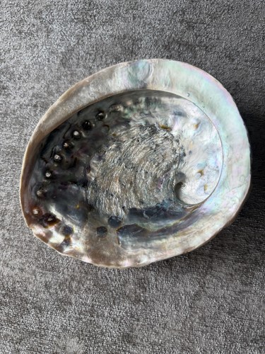 Abalone shell coastal decor - coastal,