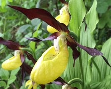 Cypripedium calceolus NFS young plant Lady's Slipper Hardy Orchid Plant #03