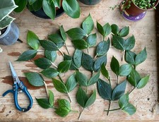 Hoya Polyneura 1 Node Cutting Rare Plant House Plant