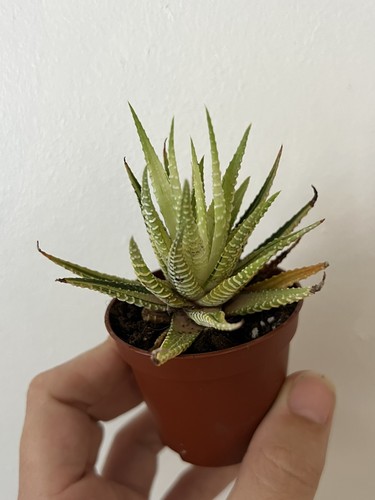 Variegated haworthia fasciata - haworthia,