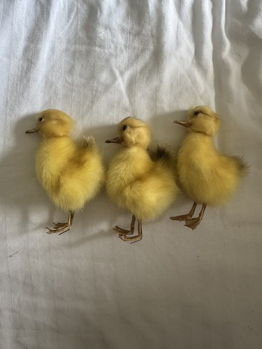 Taxidermy little cute fluffy - 3,
