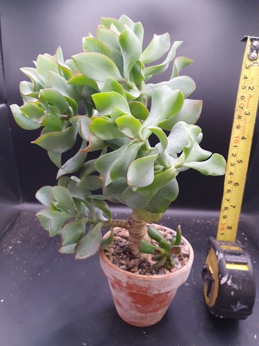 Crassula arborescens - ,