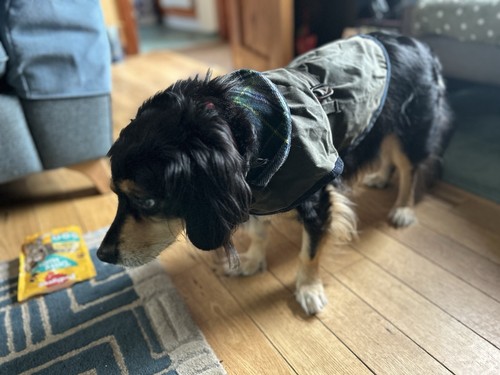 Handcrafted dog green - handcrafted, waxed