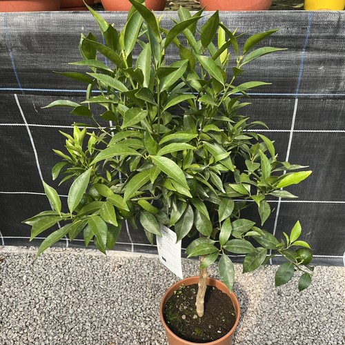 Citrus mandarine sweet - -,