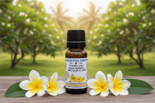 Indonesian frangipani - indonesian,