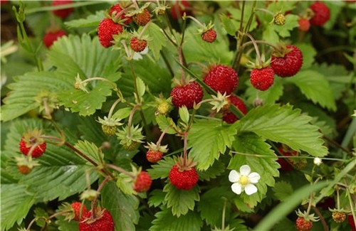 Fragaria vesca alpine - fragaria,