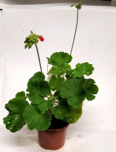 Red geranium - red, (pelargonium)