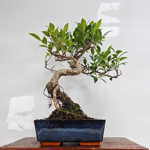 Ficus microcarpa - (banyan, fig)