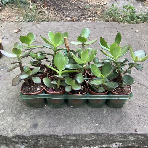 Small 10cm jade - x,