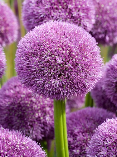 Giant allium pinball wizard - allium,