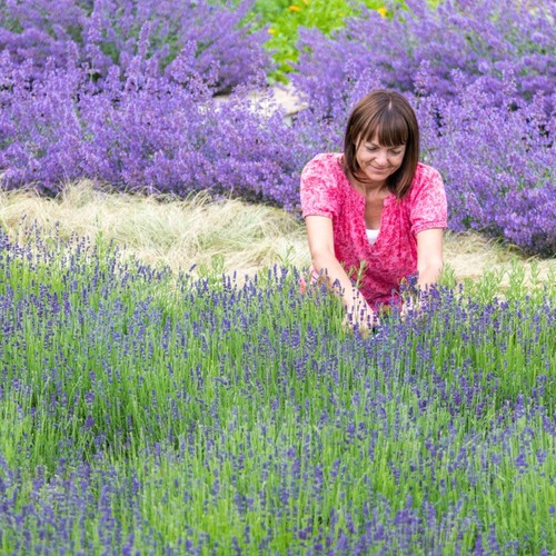 Lavender hidcote plug - 6x,