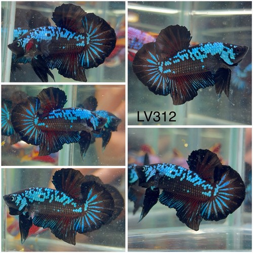 Male betta live fish - betta, black