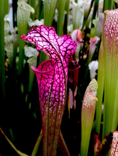 Sarracenia leucophylla pink - sarracenia,