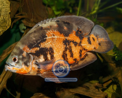 Oscar fish karlsruhe - karlsruhe, zoo