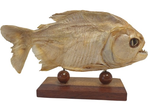 Mounted south american piranha - mounted,