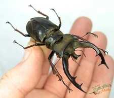 Stag Beetle Lucanus tibetanus