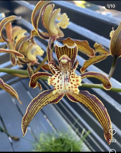 Cymbidium tracyanum tiny - tracyanum, 'tiny